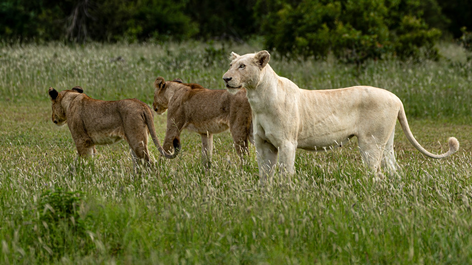 Elephants walking across the plains on an African safari